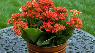 How to Grow Flowering Kalanchoe in hindi  urdu [upl. by Refennej]