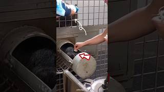 How blood samples are collect in zoo shortsvideo [upl. by Nirot183]