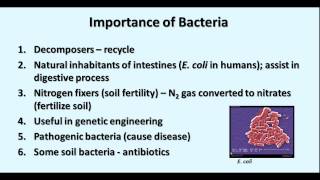 Microbiology  Bacteria amp Germ Theory [upl. by Ellan]