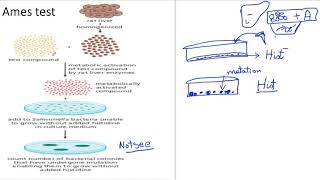 Lec 8 The Biology of Cancer Ames Test [upl. by Rdnaskela72]