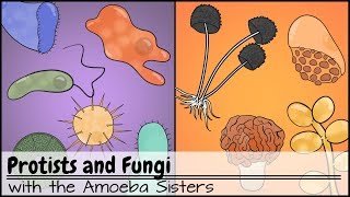 Protists and Fungi [upl. by Attenwad]