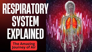 The RESPIRATORY SYSTEM explained Breath amp learn [upl. by Ennove788]