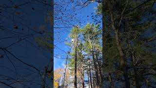 Dances with pines arborist husqavarna maine tree treecare shorts removal [upl. by Federico489]