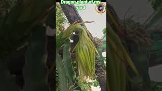 First yield of my Dragon fruit in my backyardkoteswaritips health food [upl. by Aramoj]