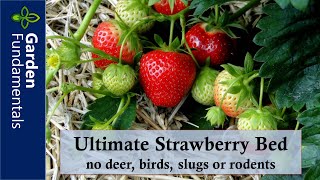 Stop pests from eating your strawberries  no deer birds voles chipmunks or even slugs [upl. by Epp]