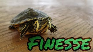 Finesse the Baby Yellow Bellied Slider Turtle [upl. by Tahmosh]