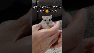 みかんもらうハムスター（ピク）ハムスター hamsters みかん可愛い癒しおやつ シリアンハムスターショート動画 手乗りハムスター [upl. by Petracca741]