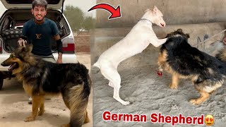 Hum German Shepherd Le Rhy Hain [upl. by Huber23]