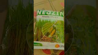 Atrazine upliftingtrance herbicida neozi chemistry [upl. by Mazman]