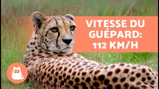 10 CURIOSITÉS sur les Guépards 🐆 Lanimal le plus rapide du MONDE [upl. by Rodriguez]