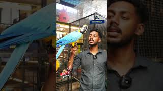 ഇവൻ അവസാനം പറഞ്ഞത് കേട്ട് കണ്ണ് തള്ളി പോയി 😂  Funny Macaw Parrot Talking  Tamed Macaw Parrots [upl. by Alik435]