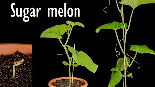 Sugar melon plant growing from seed  Time lapse 4K [upl. by Enirehtahc]