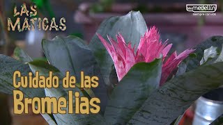 Aprendamos Sobre el Cuidado de las Bromelias Las Maticas Telemedellín [upl. by Stasny]