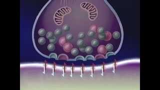 quotNeuronale Wirkmechanismen der Antidepressivaquot für CIBA GEIGY [upl. by Igig226]