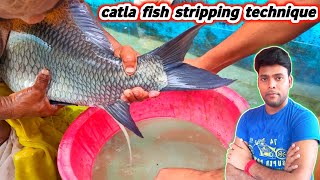 cattle fish breeding process  fish egg collection and breeding  fish seed production in india [upl. by Cyrillus798]