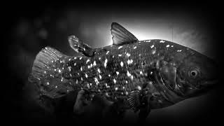 Coelacanth The Living Fossil That Defied Extinction [upl. by Joannes]