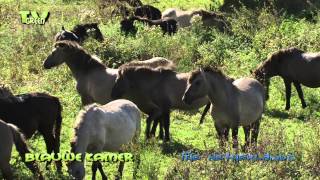 Wild Peers Koniks herd  mating [upl. by Wandis]