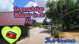 Prachtige natuur in Paramaribo Zoo Beautifull nature in the Zoo in Suriname [upl. by Medarda]