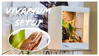 Bioactive Vivarium setup  EURYDACTYLODES AGRICOLAE [upl. by Surbeck]