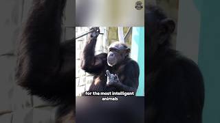 Chimpanzee Intelligence Will Shock You [upl. by Orran734]