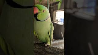 Parrot India calling sound parrottalking greenparrotparrotr viralshort viralreels shorts [upl. by Eldrida]