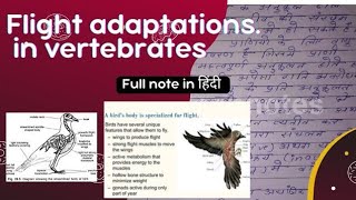 Flight Adaptation in vertebrate  full notes in hindi  MSC ZOOLOGY NOTES IN HINDI [upl. by Arlette620]