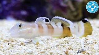 【チャーム】海水魚 ササハゼ Valenciennea wardii ハゼ charm動画 [upl. by Pearse]