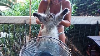 Funny Maine coon Cat Hélios Fan air PleaseIam Hot [upl. by Valaree241]