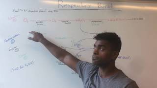 Respiratory Burst amp CGD USMLE MADE EASY [upl. by Neenad]