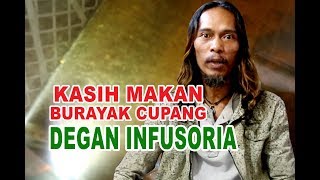 INFUSORIA Buat makan BURAYAK Ikan cupang [upl. by Eille]