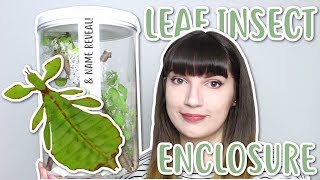 🌿 SETTING UP LEAF INSECT ENCLOSURE 🌿 amp Name reveal [upl. by Otha]