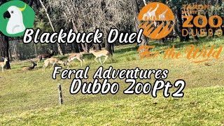 Dubbo Zoo  Blackbuck Duel  Feral Adventures Behind the Gates [upl. by Asik]