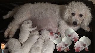 The puppies nurse contentedly from their mother and fall asleep as she watches over them P16 E 2 [upl. by Ashwin]