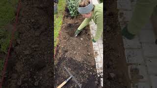 Wintergrüne Ölweide als Sichtschutz 🌱 garten hecke sichtschutz [upl. by Yldarb]