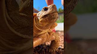 Petting and Feeding a SULCATA Tortoise 🐢 turtle asmr shorts pets [upl. by Meerak]