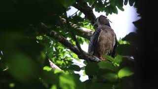 Crested Eagle Morphnus guianensis [upl. by Heger]