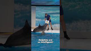 35 discount on tickets to watch the dolphins perform live 🐬dolphin dubai dubaicreekpark [upl. by Lleryd200]