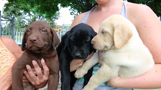 Adorable Labrador Retriever Puppies [upl. by Chavez]