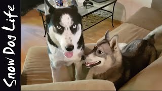 Husky playtime and puppy cant howl [upl. by Edwards]