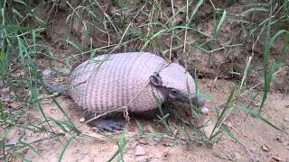 Quirquincho Mulita Tatu Peludo Armadillo [upl. by Maurilla814]