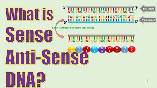 Sense and Antisense stand of DNA [upl. by Katzen413]