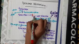 Galactose metabolism  Biochemistry [upl. by Goldi]