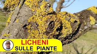 LICHENI SULLE PIANTE [upl. by Enilesor]