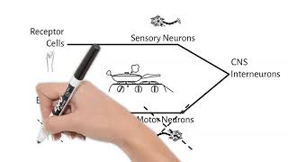 Nervous System Pathway Short Simple Science [upl. by Apicella]