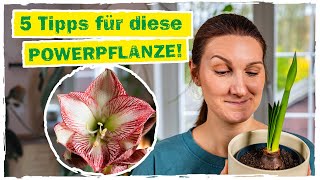 AMARYLLIS 5 Tipps für eine nachhaltige Blütenpracht 🌸 [upl. by Paapanen]