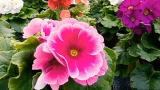 How to grow and care Primula Obconica flower plant in winter Prem rose in winter care tips [upl. by Haidebez]