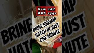 Brine shrimp hatchery in just one minute 👇👇👏 shorts viralvideo reels brineshrimp hatching [upl. by Ahsikat]