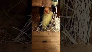 Love bird in box birds lovebirdlife lovebirds ytshorts box shadowofdeath2 [upl. by Mcneely]