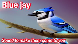 Blue jay Sound to make them come to you  American Bird [upl. by Kallista]