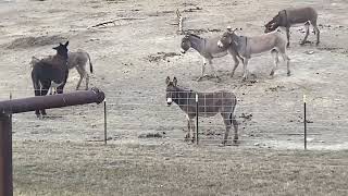 Donkeys playing [upl. by Ordnas598]